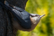 Pica-soques blau (Sitta europaea)