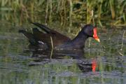 Polla d'aigua (Gallinuga chloropus)