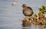 Polla d'aigua.Jove. (Gallinula chloropus)