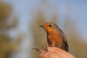 Pit-roig (Erithacus rubecola)