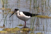 Cames llargues (Himantopus himantopus)