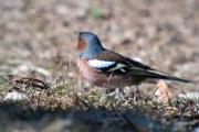 Pinsà comú (Fringilla coelebs)