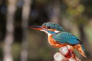 Blauet (Alcedo athis)  1de2