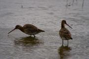 Tètol cuanegra (Limosa limosa)