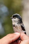 Mallerenga cuallarga (Aegithalos caudatus) 2de2