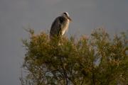 Bernat pescaire (Ardea cinerea)