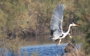 Bernat pescaire (Ardea cinerea)