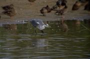 Bernat pescaire (Ardea cinerea)  1de6