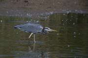 Bernat pescaire (Ardea cinerea)  3de6