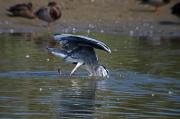Bernat pescaire (Ardea cinerea)  4de6
