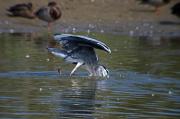 Bernat pescaire (Ardea cinerea)  4de6