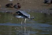 Bernat pescaire (Ardea cinerea)  5de6