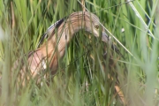 Martinet ros (Ardeola ralloides)