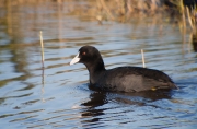 Fotja (Fulica atra)