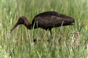 Capó reial. (Plegadis falcinellus)