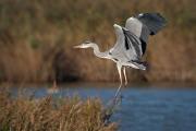 Bernat pescaire (Ardea cinerea)  2de2