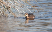 Cabusset (Tachybaptus ruficollis)