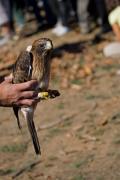 Àguila calçada (Hieraetus pennatus)