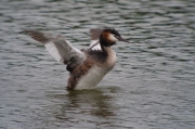 Cabussó emplomallat (Podiceps cristatus)