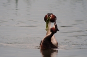 Cabussó emplomallat (Podiceps cristatus)