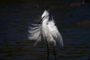 Martinet blanc (Egretta garzetta)