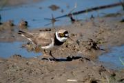Corriol petit (Charadrius dubius)