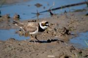 Corriol petit (Charadrius dubius)