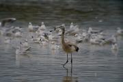 Flamenc (Phoenicopterus roseus) 1de3