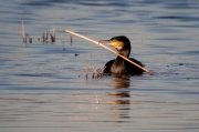 Corb marí gros (Phalacrocorax carbo)