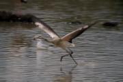 Flamenc (Phoenicopterus roseus) 2de3