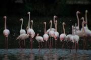 Flamencs (Phoenicopterus roseus)