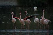 Flamenc (Phoenicopterus roseus) 1de3