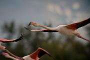 Flamenc (Phoenicopterus roseus) 2de3