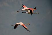 Flamenc (Phoenicopterus roseus) 3de3