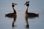 Cabussó emplomallat (Podiceps cristatus)