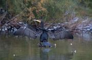 Corb marí gros ( Phalacrocorax carbo )