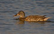 Anec collverd femella (Anas platyrhynchos)