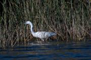 Martinet blanc ( Egretta garzetta)