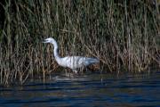 Martinet blanc ( Egretta garzetta)