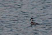 Cabussó coll-negre (Podiceps nigricollis)