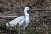 Martinet blanc (Egretta garzetta)