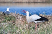 Cigonya blanca (Ciconia ciconia)