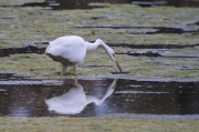 Agró blanc (Ardea alba)