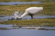 Agró blanc (Ardea alba)