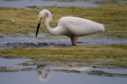 Agró blanc (Ardea alba)