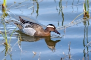 Xarrasclet (Anas querquedula)