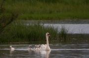 Cigne mut (Cygnus olor)