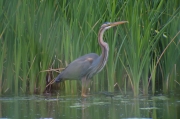 Agró roig (Ardea purpurea).