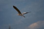 Bernat pescaire (Ardea cinerea)