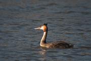 Cabussó emplomallat (Podiceps cristatus)